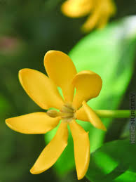 Attēlu rezultāti vaicājumam “Tubifera montana macro”