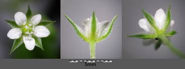 Attēlu rezultāti vaicājumam “Moehringia trinervia bud”