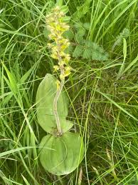 Attēlu rezultāti vaicājumam “Listera ovata flower”