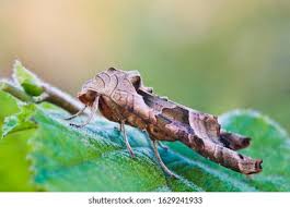 Attēlu rezultāti vaicājumam “Phlogophora meticulosa”