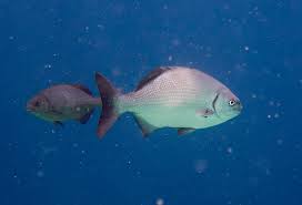 Image result for Kyphosus