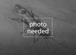 Attēlu rezultāti vaicājumam “Epirranthis diversata imago”