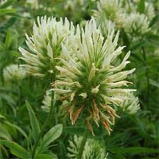 Attēlu rezultāti vaicājumam “Trifolium dubium leaf”