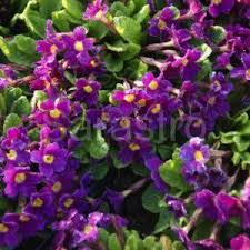 Attēlu rezultāti vaicājumam “Primula x margotae”