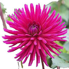 Image result for Dahlia x pinnata `Pompon Lilliput`