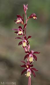 Attēlu rezultāti vaicājumam “Reticularia lobata young”