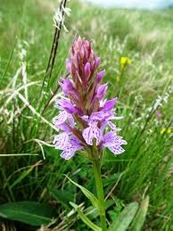 Attēlu rezultāti vaicājumam “Dactylorhiza maculata”