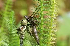 Attēlu rezultāti vaicājumam “Aeshnidae”