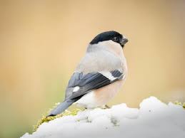Attēlu rezultāti vaicājumam “Pyrrhula pyrrhula female”