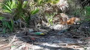 Image result for 公害SEARCH