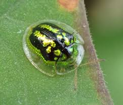 Attēlu rezultāti vaicājumam “Cassida”