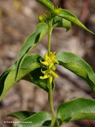 Attēlu rezultāti vaicājumam “Vincetoxicum hirundinaria fruit”