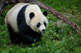 Image result for pandas
