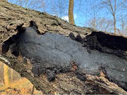 Attēlu rezultāti vaicājumam “Biscogniauxia granmoi”