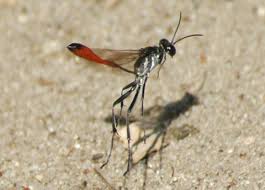 Attēlu rezultāti vaicājumam “Ammophila sp.”