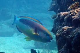 Image result for Chlorurus perspicillatus