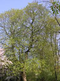 Attēlu rezultāti vaicājumam “Aesculus flava bud”