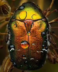 Attēlu rezultāti vaicājumam “Cetonia aurata”