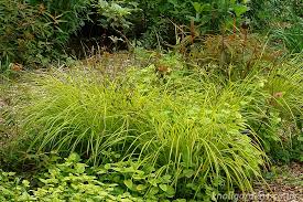 Attēlu rezultāti vaicājumam “Carex elata flower”