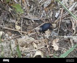 Attēlu rezultāti vaicājumam “Silpha obscura larva”