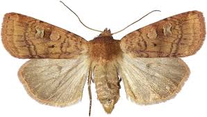 Attēlu rezultāti vaicājumam “Diarsia florida”