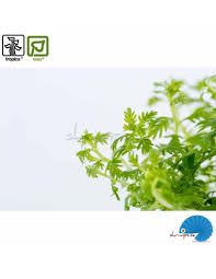 Attēlu rezultāti vaicājumam “Hottonia palustris leaf”