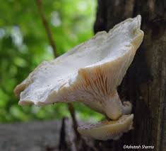 Attēlu rezultāti vaicājumam “Lentinus lepideus”