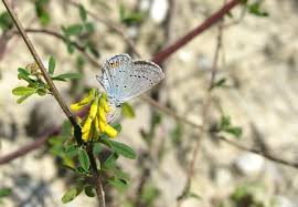 Attēlu rezultāti vaicājumam “Everes argiades underside”