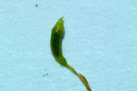 Attēlu rezultāti vaicājumam “Homomallium incurvatum sporophyte”