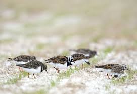 Attēlu rezultāti vaicājumam “Arenaria interpres adult”