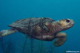Image result for Caretta caretta