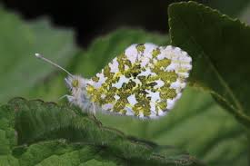 Attēlu rezultāti vaicājumam “Anthocharis cardamines underside”