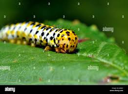 Attēlu rezultāti vaicājumam “Calophasia lunula”