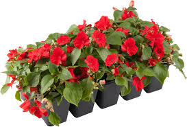 Image result for Impatiens walleriana