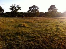 Image result for Dalkeith Park Equestrian Club