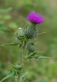 Attēlu rezultāti vaicājumam “Cirsium x rigens flower”