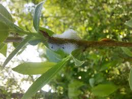 Attēlu rezultāti vaicājumam “Aphrophora salicina”