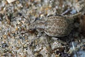 Attēlu rezultāti vaicājumam “Philopedon plagiatum”