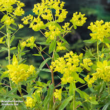 Attēlu rezultāti vaicājumam “Euphorbia palustris flower”