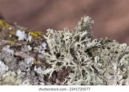 Attēlu rezultāti vaicājumam “Evernia prunastri”