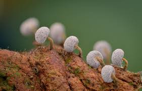 Attēlu rezultāti vaicājumam “Didymium squamulosum”