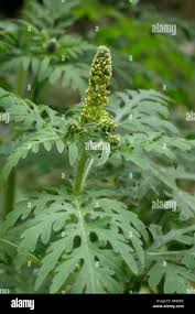 Attēlu rezultāti vaicājumam “Ambrosia artemisiifolia bud”