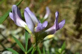 Attēlu rezultāti vaicājumam “Astragalus arenarius fruit”