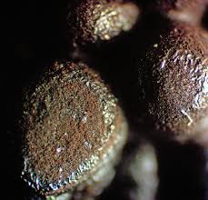 Attēlu rezultāti vaicājumam “Diderma roanense spores”