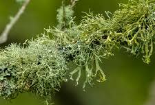 Attēlu rezultāti vaicājumam “Ramalina fastigiata”