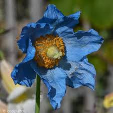 Image result for Meconopsis betonicifolia alba