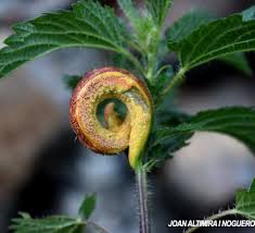 Attēlu rezultāti vaicājumam “Puccinia urticata”