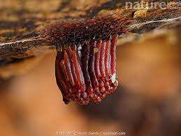 Attēlu rezultāti vaicājumam “Stemonitis sp.”