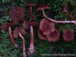 Attēlu rezultāti vaicājumam “Cortinarius sanguineus”