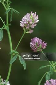 Attēlu rezultāti vaicājumam “Medicago sativa subsp. sativa”